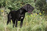 DOGUE ALLEMAND 166